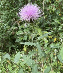 Cirsium discolor