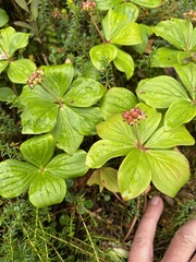 Cornus canadensis