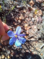 Aristea africana