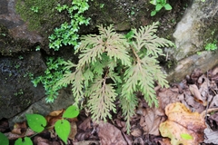 Selaginella moellendorffii