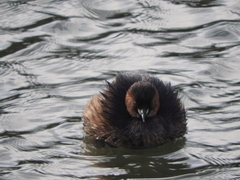 Tachybaptus ruficollis