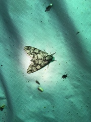 Ceratomia sonorensis