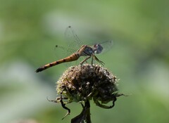 Sympetrum ambiguum