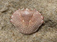 Ovalipes ocellatus