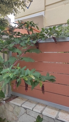 Phytolacca americana