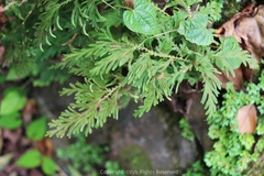 Selaginella moellendorffii