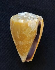 Conus lividus