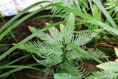 Selaginella moellendorffii
