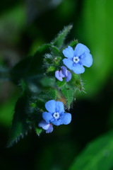 Thyrocarpus sampsonii