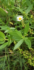 Leucanthemum maximum