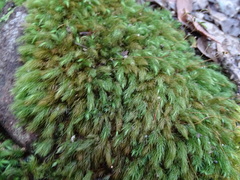 Pyrrhobryum spiniforme