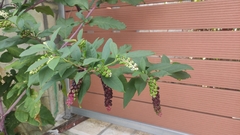 Phytolacca americana