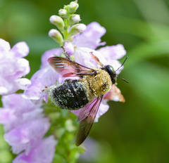 Xylocopa virginica