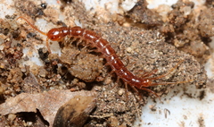 Lithobiomorpha