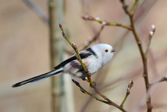 Aegithalos caudatus caudatus