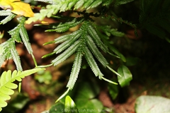 Selaginella moellendorffii