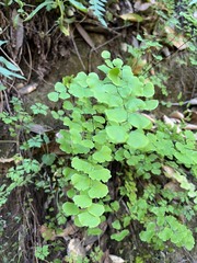 Adiantum jordanii