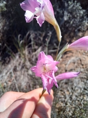 Gladiolus hirsutus