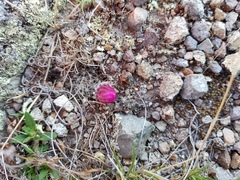 Echinocereus acanthosetus