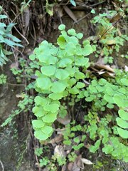 Adiantum jordanii
