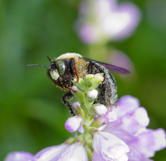 Xylocopa virginica
