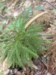 Dendrolycopodium dendroideum