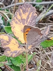 Lycaena phlaeas