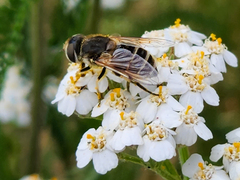Eristalis arbustorum