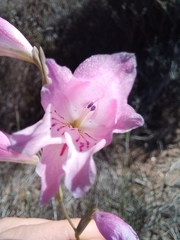 Gladiolus hirsutus