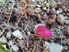 Echinocereus acanthosetus