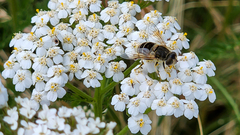 Eristalis arbustorum
