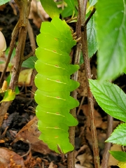 Antheraea polyphemus