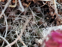 Echinocereus acanthosetus