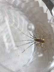 Scutigera coleoptrata