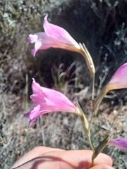 Gladiolus hirsutus