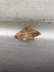 Prochoerodes lineola