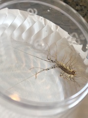 Scutigera coleoptrata
