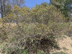 Colliguaja odorifera