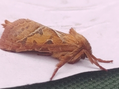 Triodia sylvina