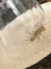 Scutigera coleoptrata