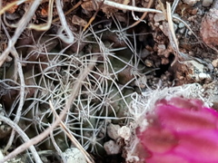 Echinocereus acanthosetus