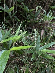 Omalotheca sylvatica