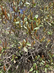 Colliguaja odorifera