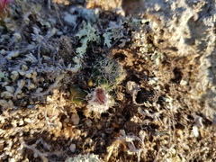 Echinocereus acanthosetus