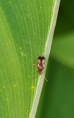Notoxus monoceros