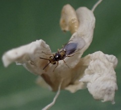 Sigmophora