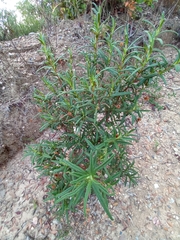 Cistus monspeliensis