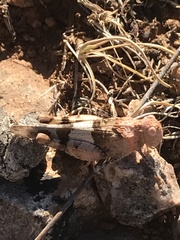 Oedipodinae