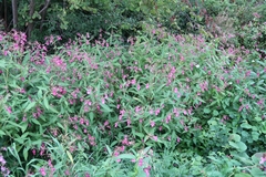 Impatiens glandulifera
