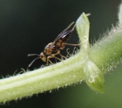 Sigmophora